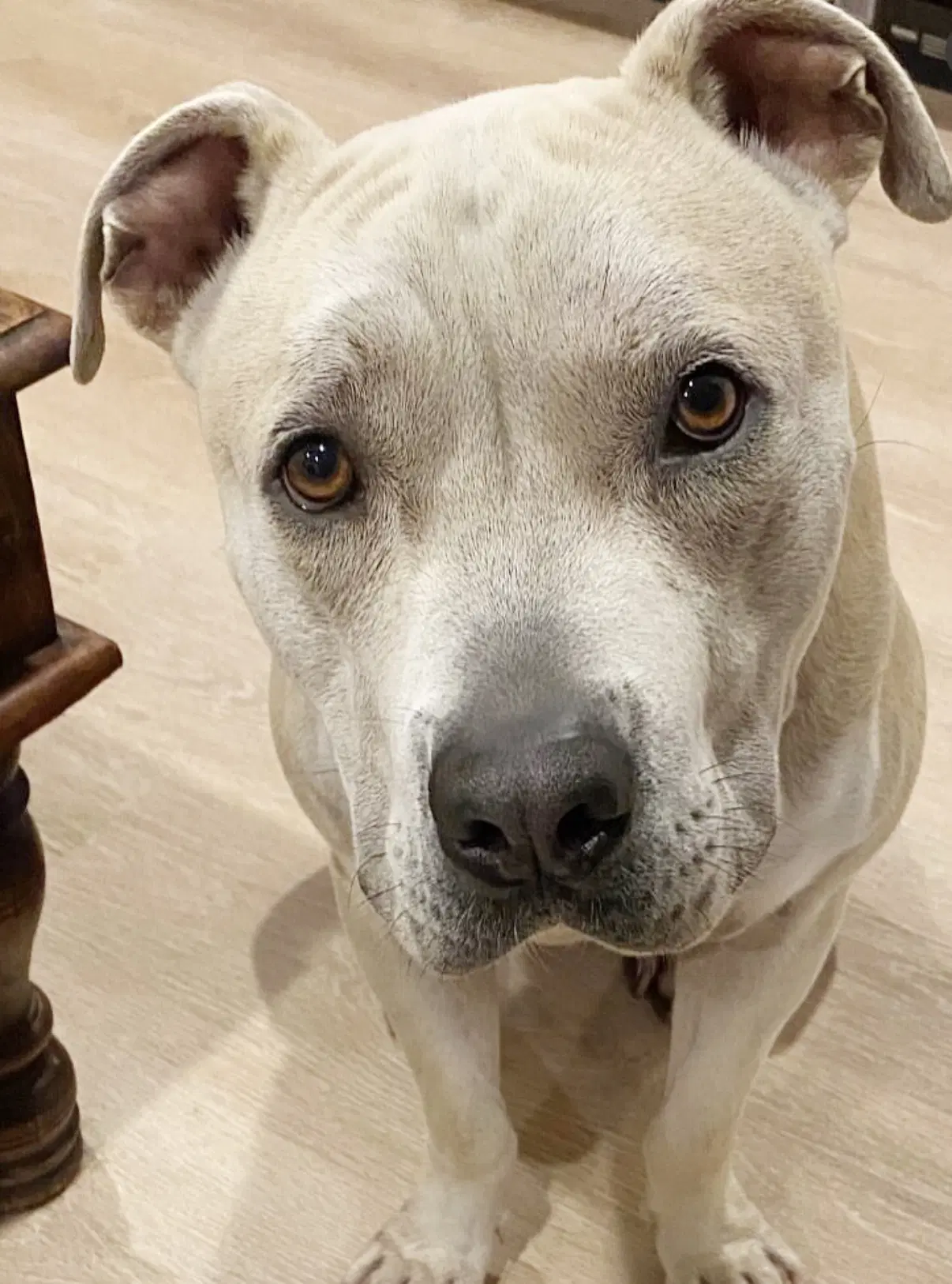 Potato - American Staffordshire Terrier