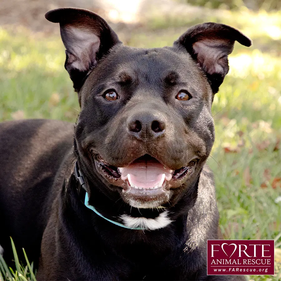 Milo - American Staffordshire Terrier