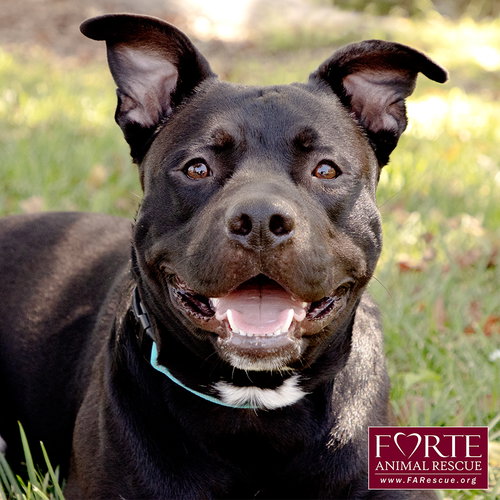 Milo, a dog for adoption from Forte Animal Rescue