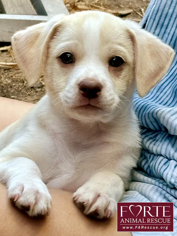 Buzz - Labrador Retriever