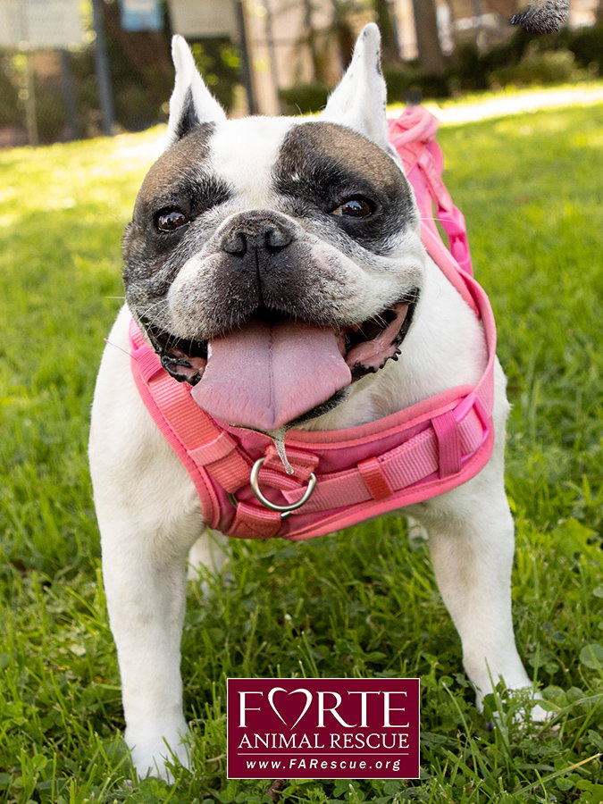 Cookie, photo 7