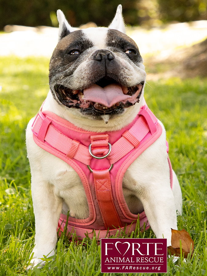 Cookie, photo 8