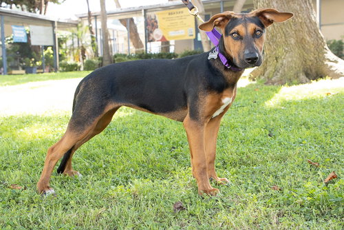 Bolda, a dog for adoption from Forte Animal Rescue