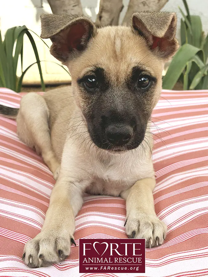 Dinah - German Shepherd Dog