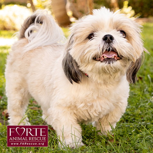 Magic, a dog for adoption from Forte Animal Rescue