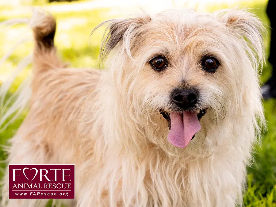 Cubby - Cairn Terrier