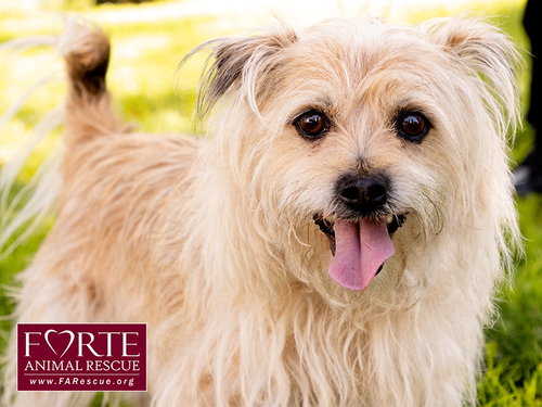Cubby, a dog for adoption from Forte Animal Rescue
