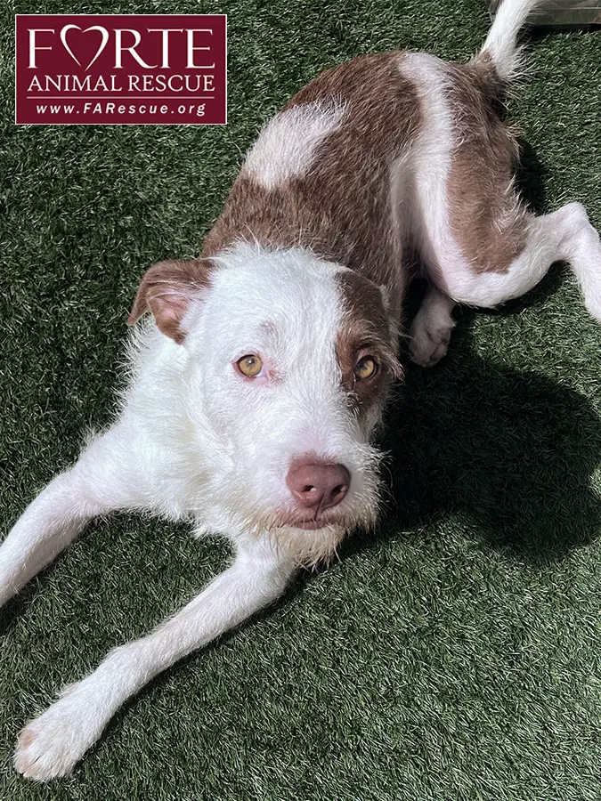 Teddy - Wirehaired Fox Terrier
