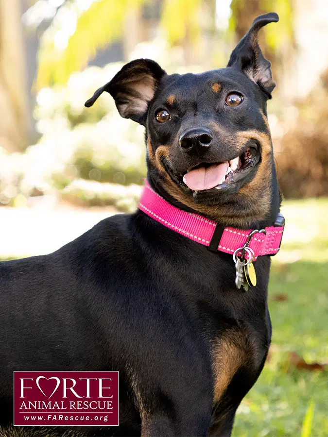 Pippa image 3