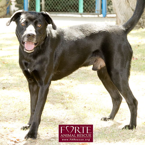 JACK BLACK - Labrador Retriever available for adoption