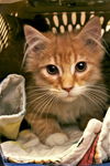 Bruce