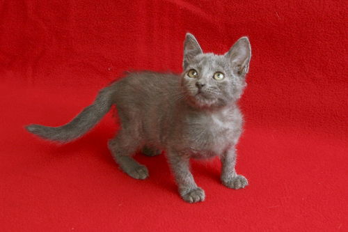 Fritz