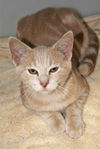 Cornelius