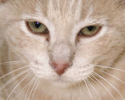 Cornelius