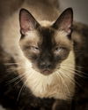Boris