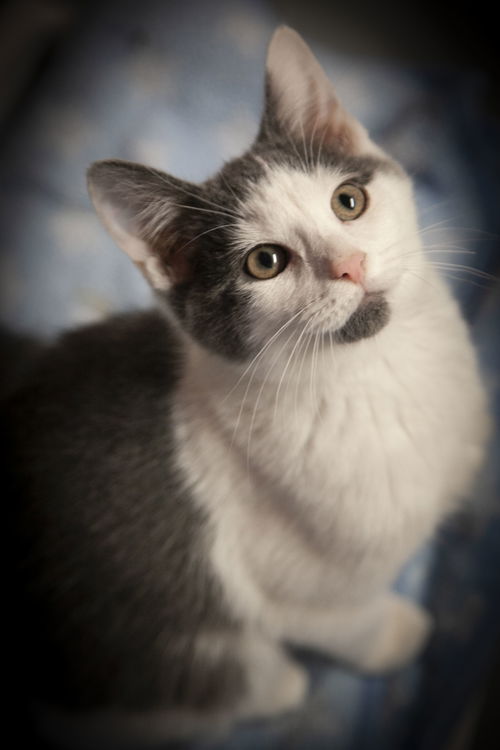 Clyde