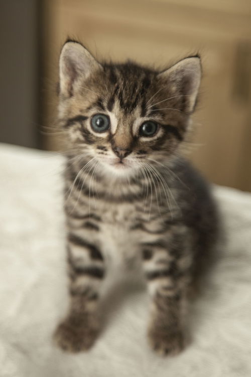 Cora