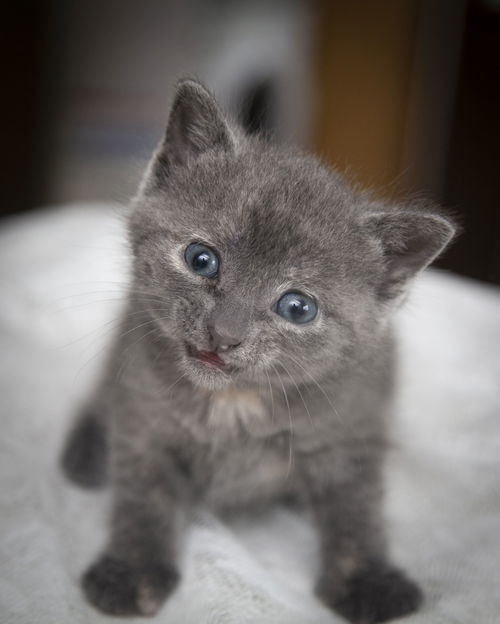 Chloe