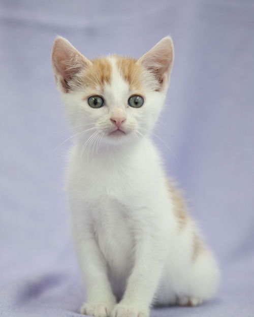 Sid