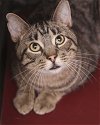 adoptable Cat in westfield, WI named Robert  (Rebecca #2)