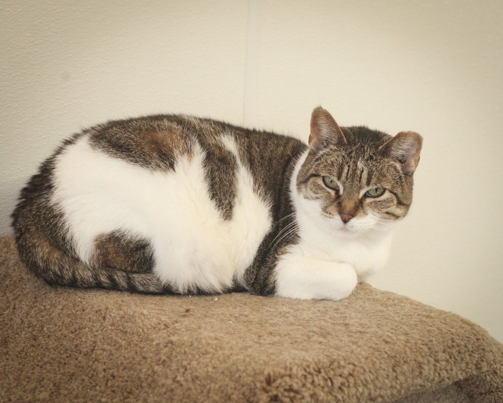 adoptable Cat in Westfield, WI named Kendra