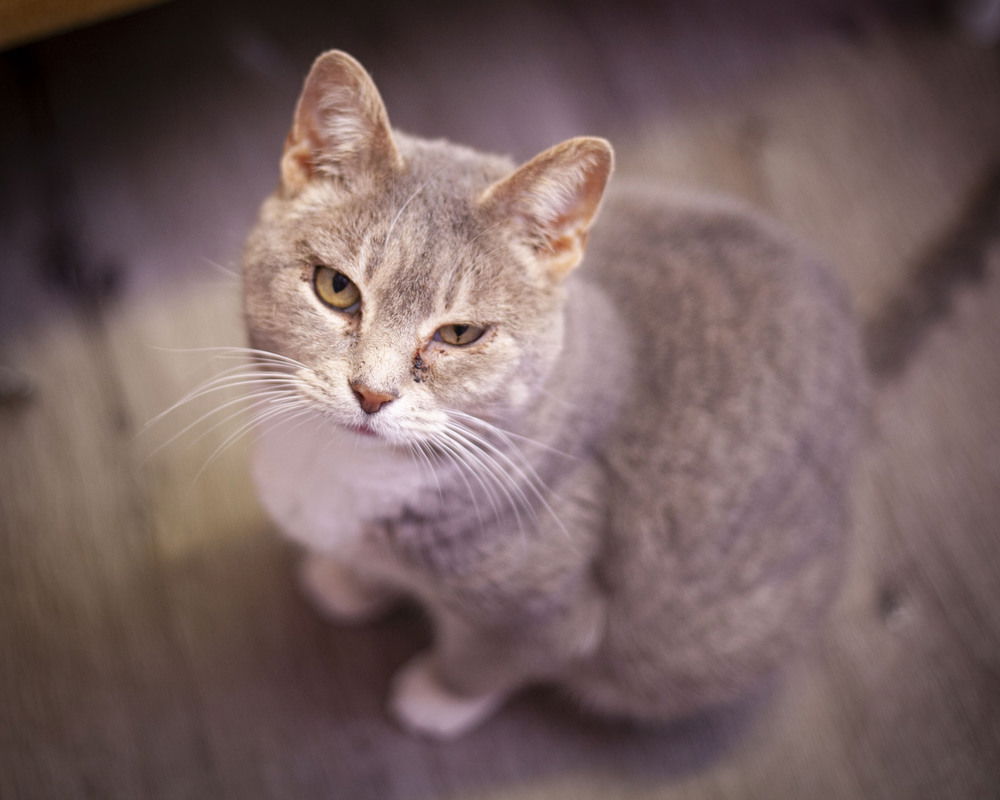 adoptable Cat in Westfield, WI named Hailey