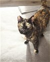 adoptable Cat in westfield, WI named Tippy #8