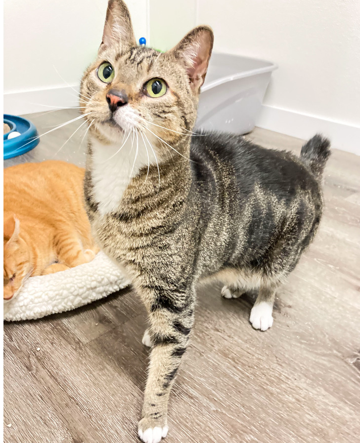 adoptable Cat in Westfield, WI named Thumper  (S 01/20-02)