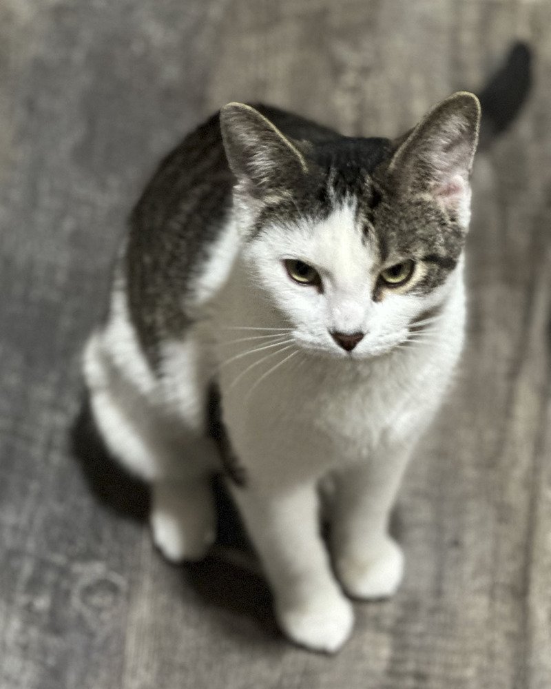 adoptable Cat in Westfield, WI named Rhea