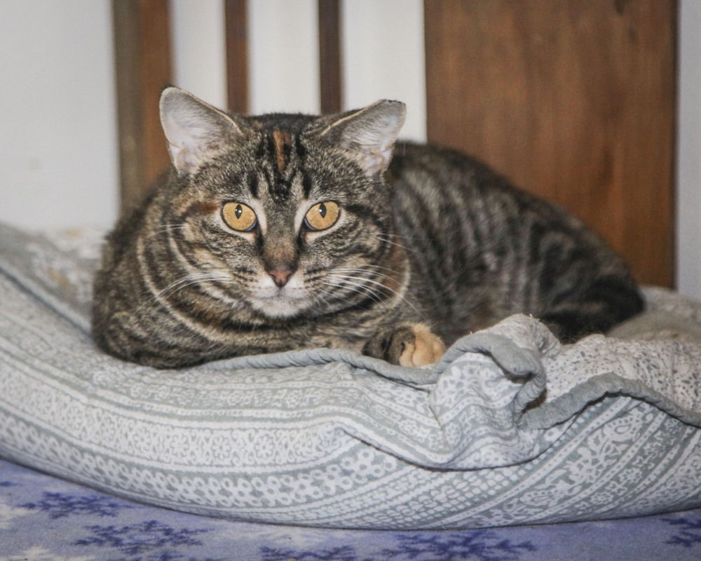 adoptable Cat in Westfield, WI named Dorie #3  (Metoyer #12)