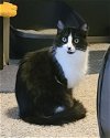 adoptable Cat in , WI named Callista