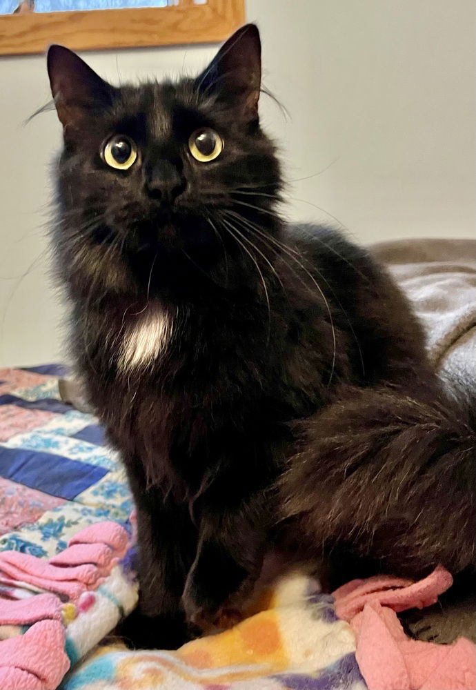 adoptable Cat in Westfield, WI named Frosty #3