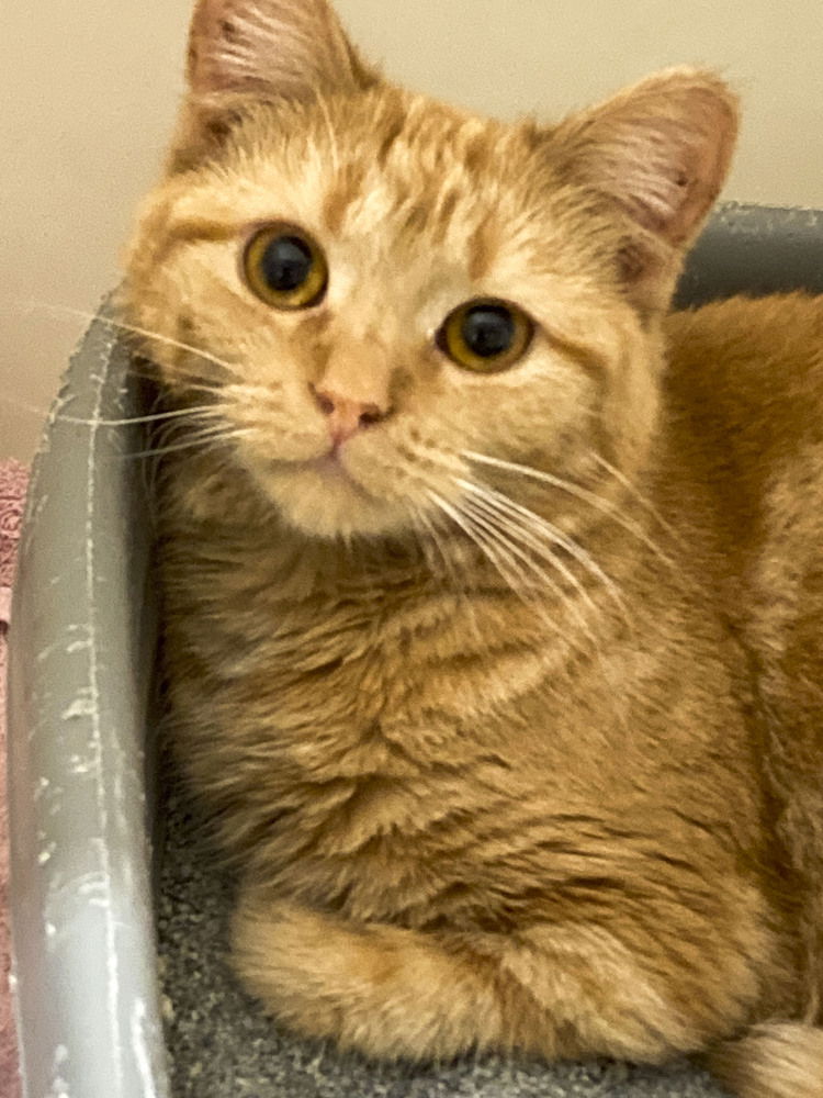 adoptable Cat in Westfield, WI named Hesther