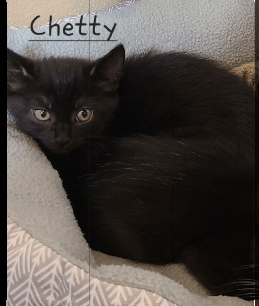 adoptable Cat in Westfield, WI named Chetty