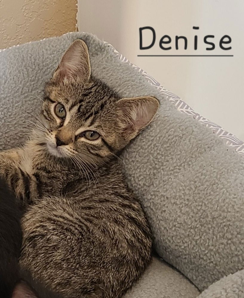 adoptable Cat in Westfield, WI named Denise #2