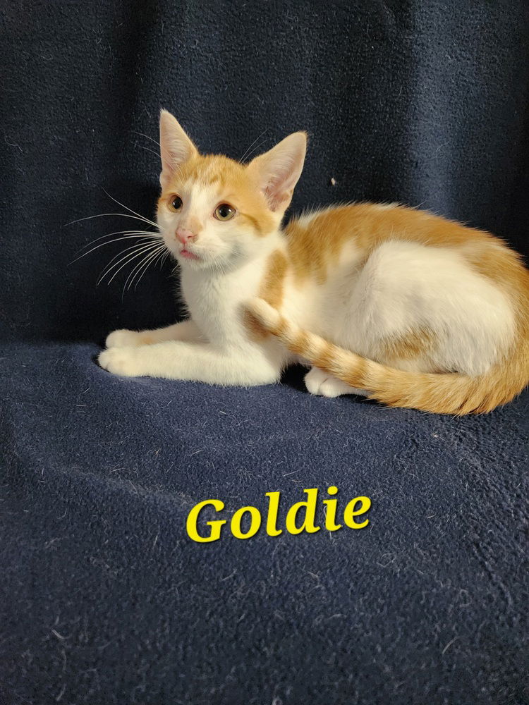 adoptable Cat in Westfield, WI named Goldie   (Judy Nelson #5)