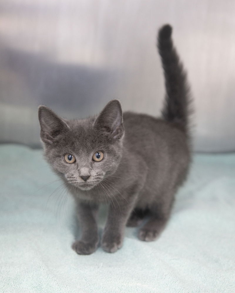 adoptable Cat in Westfield, WI named Kevin #2