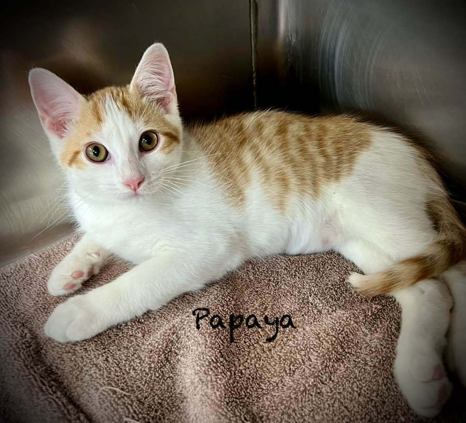 adoptable Cat in Westfield, WI named Papaya