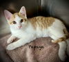 adoptable Cat in , WI named Papaya