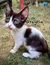 Graycie