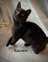 Raven #4