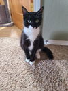 Cash  (Stone TNR #91)