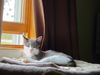 Chowder  (Stone TNR #90)