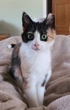 Clarice