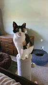Clarice