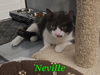 Neville #2
