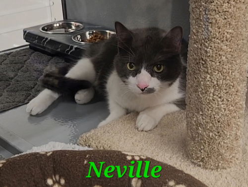 Neville #2
