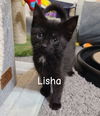 Lisha
