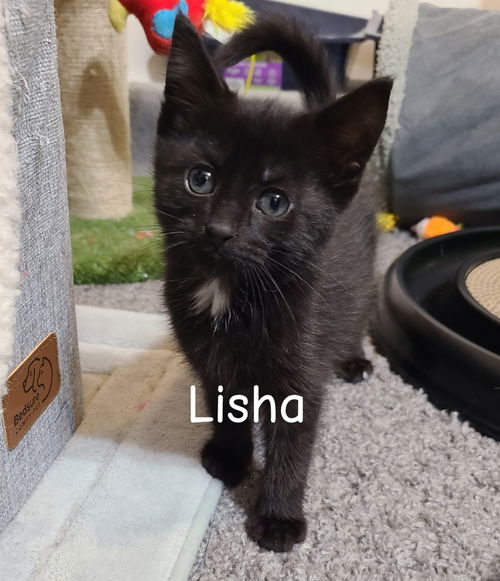 Lisha