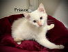 Prince #5